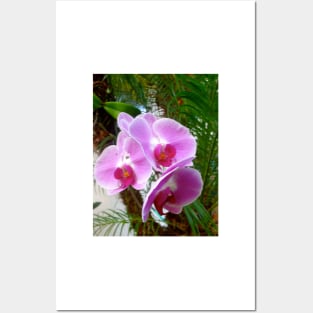 Lavender Orchid Posters and Art